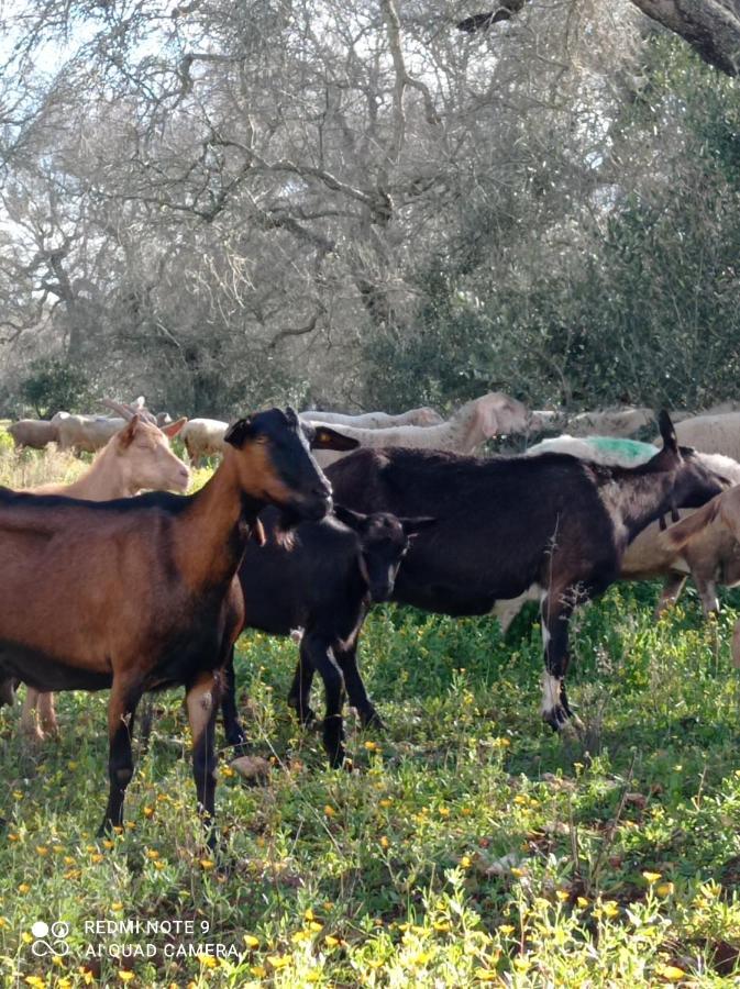 La Petraia Villa Magliano Kültér fotó