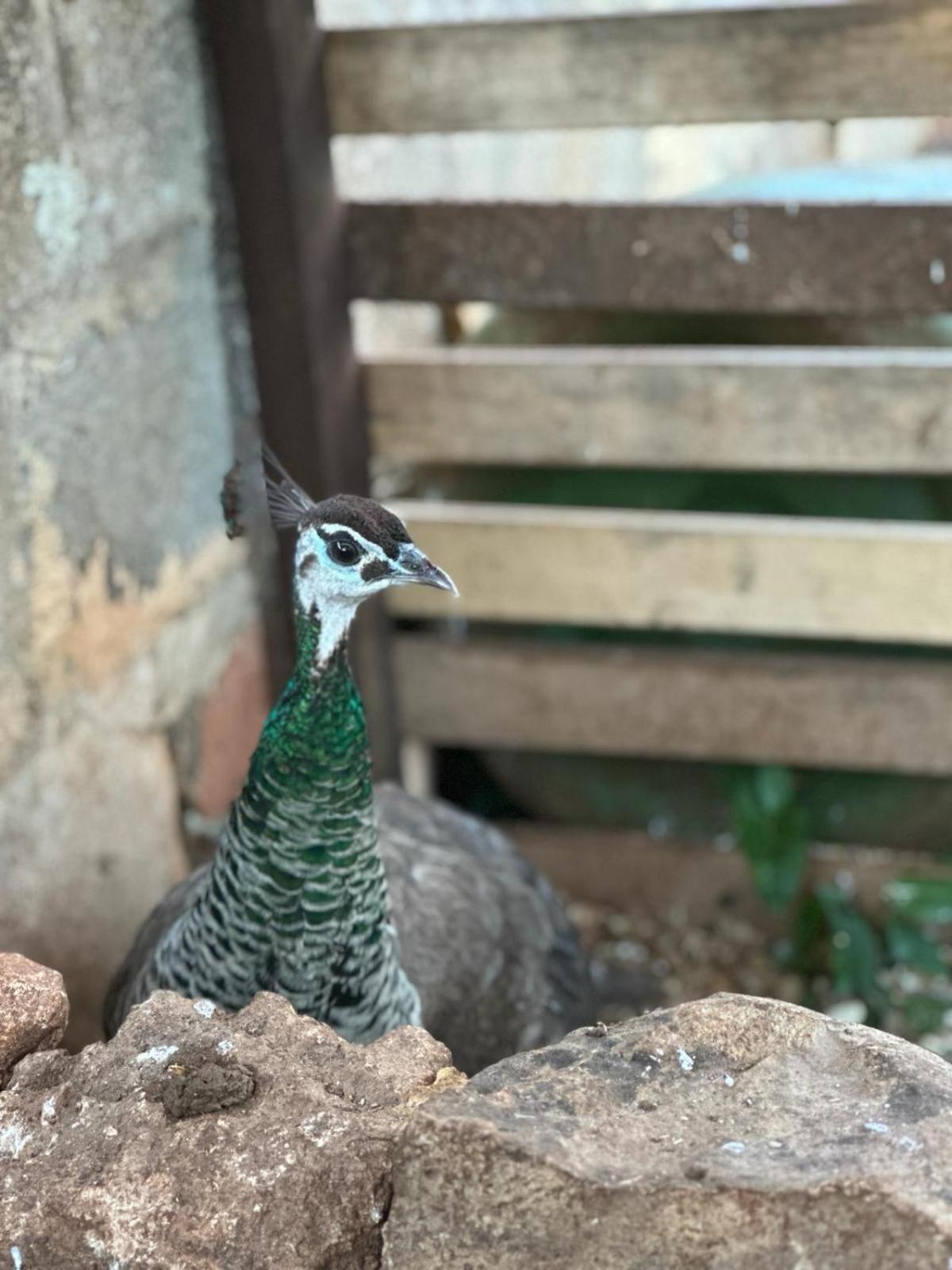 La Petraia Villa Magliano Kültér fotó